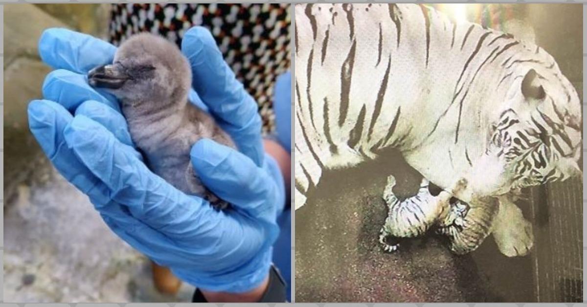 #OhSoCute: India Welcomed First Penguin And White Tiger Cubs On Independence Day!