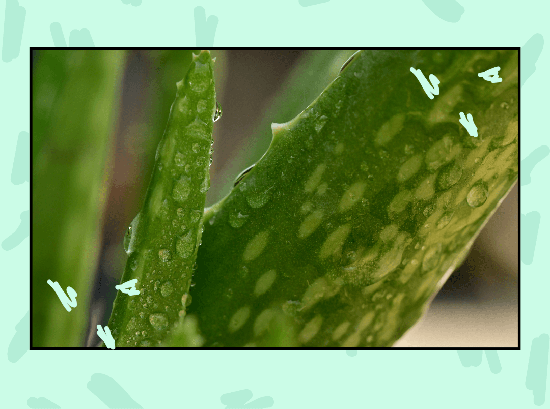 10 Ways To Use Aloe Vera Gel On The Face At Night