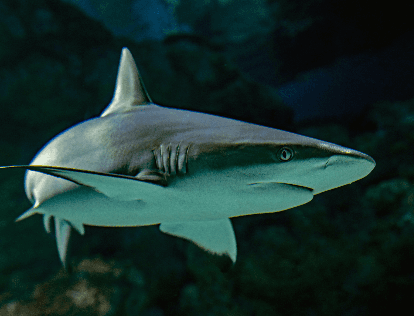 Did You Know? Your Secret To Ageless Skin Comes From Below The Shark Fin!
